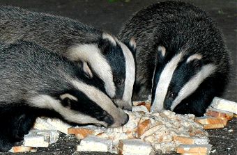 5 of the 7 badgers in view