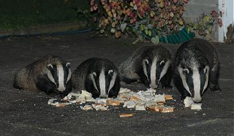 5 of the 7 Badgers in view