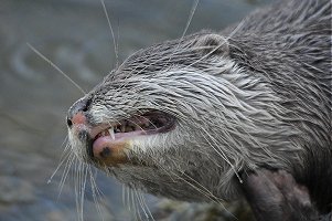 otter scratching