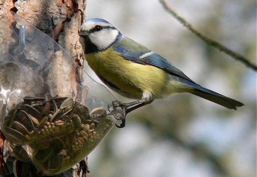 French Blue Tit 4