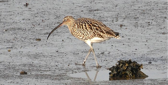 Curlew 4