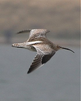 Curlew 1