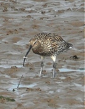 Curlew 2