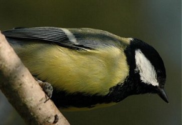 French great Tit 1