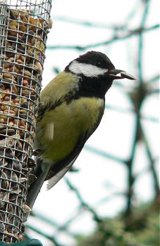 French great Tit 2