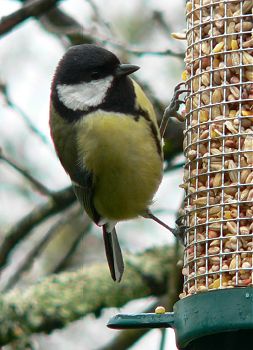 French great Tit 3