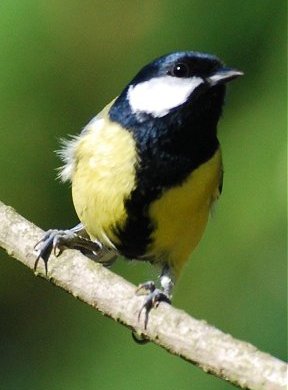 French great Tit 6