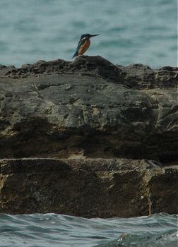 kingfisher 3