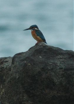 kingfisher 5