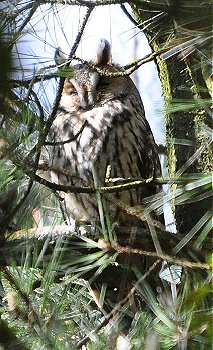 Long Eared Owl