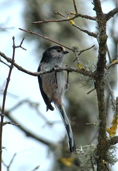 Long Tailed Tit 3