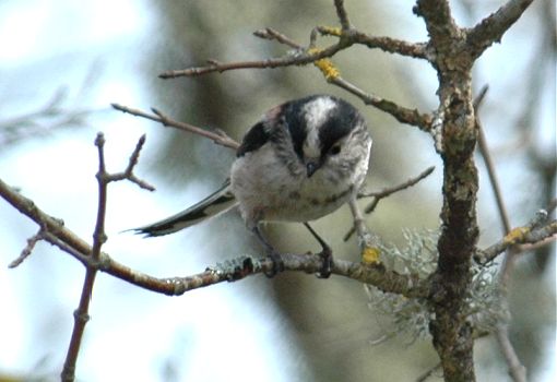 Long Tailed Tit 4