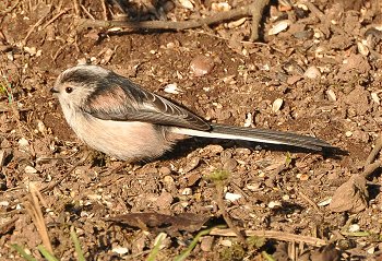 Long Tailed Tit 8