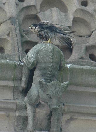 Its a very very wet Peregrine Falcon 