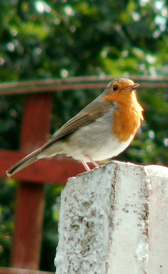 A Robin
